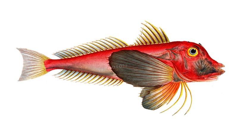 Fish, Fish, Fish species from the subfamily of the real gurnards, Trigla lyra, lyre gurnard, piper gurnard, Historical, digitally restored reproduction from a 19th century original, Record date not stated
