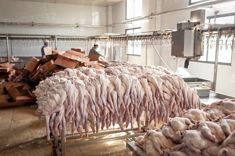 Production of salted ducks in the Nan Jing Ying Tao Yo Co. Ltd. factory, for consumption in restaurants but also for sale as durable products and as souvenirs, the frozen ducks come from the duck farms, are salted, brined, dried and scalded, Nanjing, China, Asia