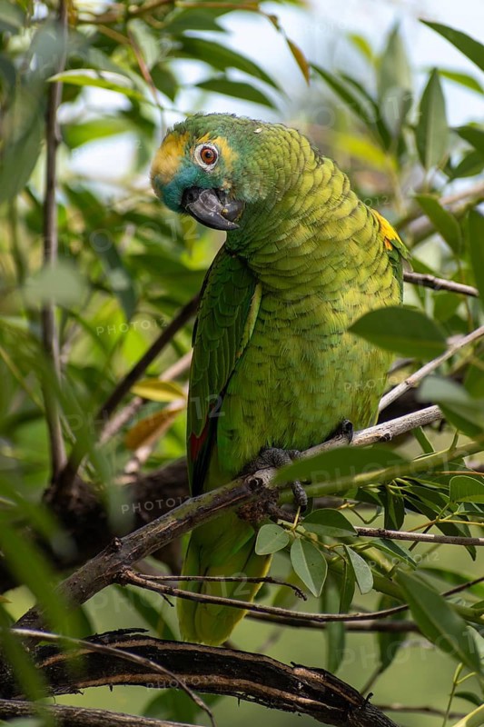 Free-living blue-fronted amazon (Amazona aestiva) in a public park in Buenos Aires, Argentina, South America