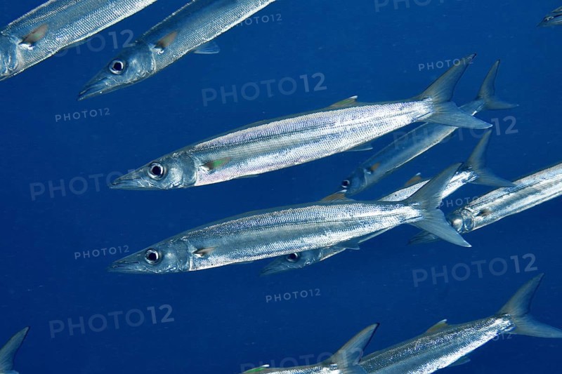 A school of silver bigeye barracudas (Sphyraena forsteri) swimming in blue water, dive site Toyapakeh, Nusa Ceningan, Nusa Penida, Bali, Indonesia, Asia