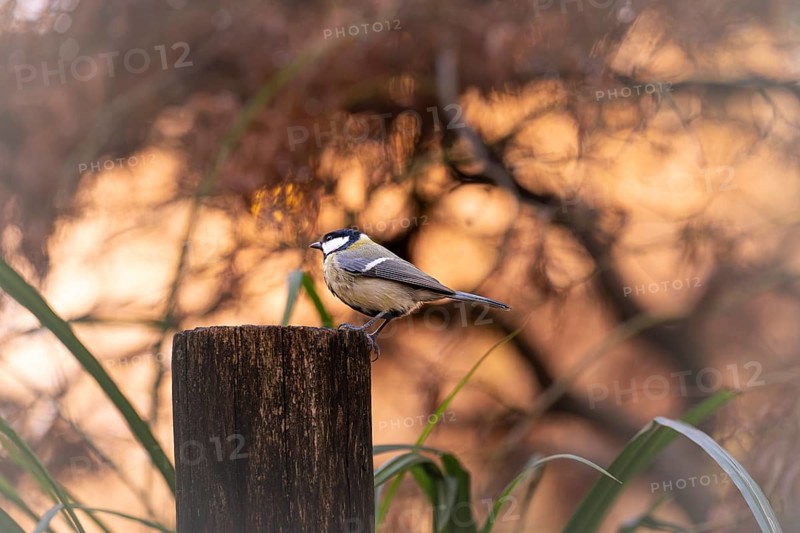 Great tit (Parus major) sitting on a wooden post, eating, feeding place, grains in beak, background blurred in earth tones with trees, incidence of light, foreground scattered green reed leaves, Rombergpark Dortmund, North Rhine-Westphalia, Germany, Europe