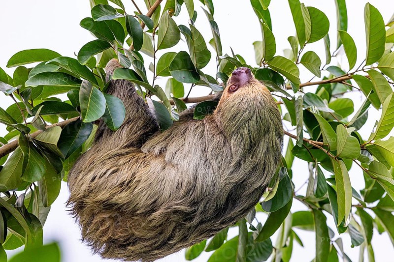 Two-fingered sloth (Choloepus), Mammals (Mammalia), Osa Peninsula, Puentarenas, Costa Rica, Central America