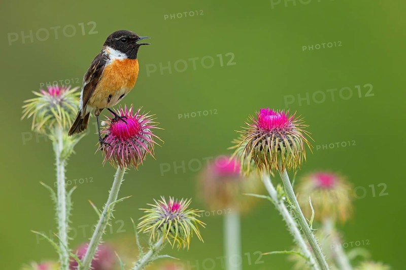 Stonechat, (Saxicola torquata), foraging, male, Eich, Rhineland-Palatinate, Germany, Europe