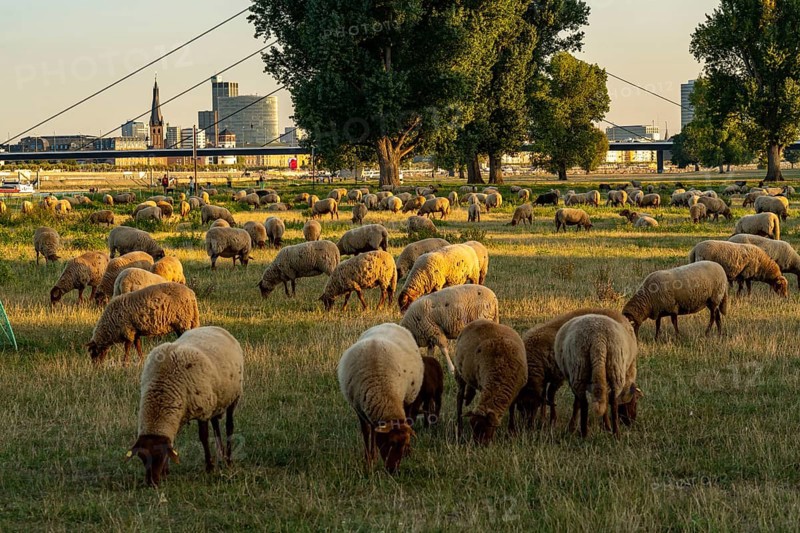 Skyline of Düsseldorf on the Rhine, flock of sheep on the Rhine meadows, near Oberkassel, Oberkassler Brücke, Düsseldorf, North Rhine-Westphalia, Germany, Europe
