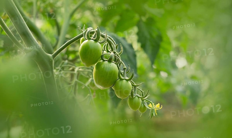 Green Tomatoes on the Vine.