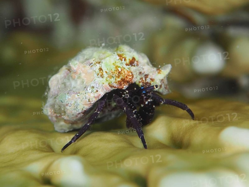 Black hermit crab (Dardanus) with colourful shell on a net fire coral, dive site House Reef, Mangrove Bay, El Quesir, Red Sea, Egypt, Africa