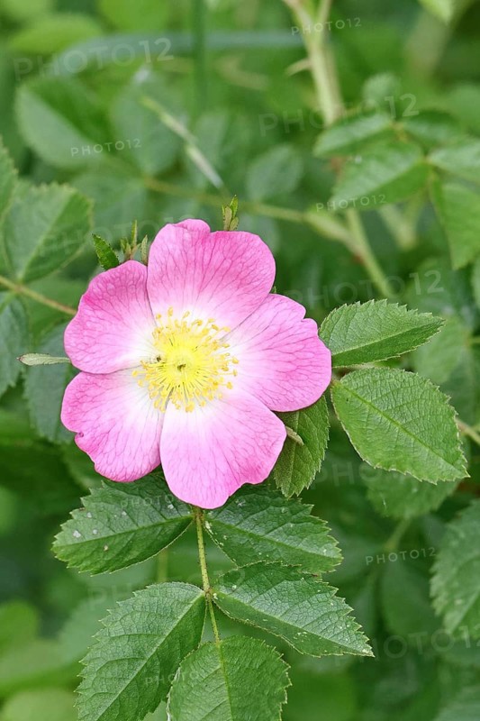Dog rose (Rosa canina), wild rose, rose hip, blossom, Wilnsdorf, North Rhine-Westphalia, Germany, Europe