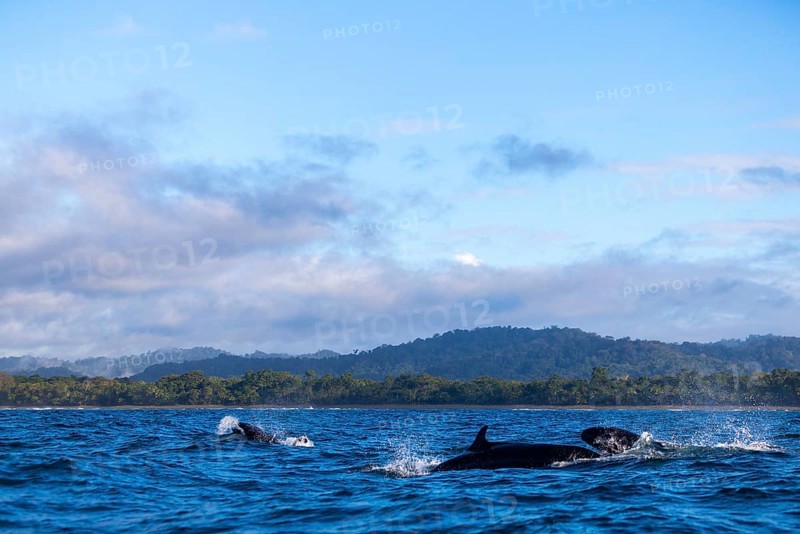 Pilot whales (Globicephala), Osa Peninsula, Puentarenas, Pacific Ocean, Costa Rica, Central America