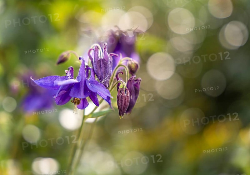 Purple flowering columbine (Aquilegia vulgaris) in the garden with blurred background and bokeh. Close-up