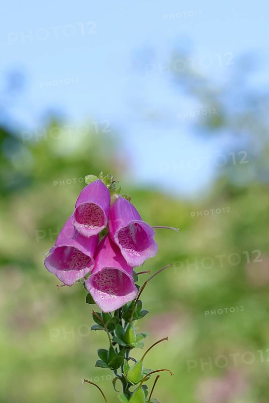Common foxglove (Digitalis purpurea), flowers, from the plantain family, highly toxic, deadly poisonous plant, Wilnsdorf, North Rhine-Westphalia, Germany, Europe
