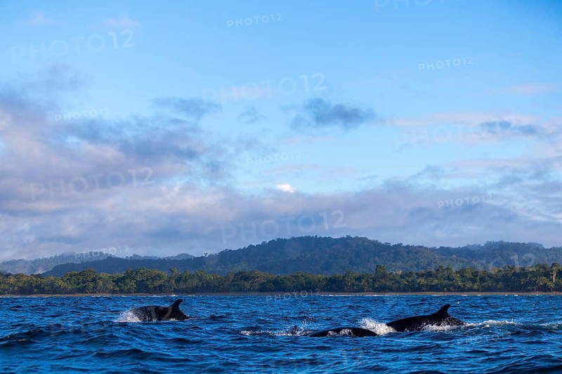 Pilot whales (Globicephala), Osa Peninsula, Puentarenas, Pacific Ocean, Costa Rica, Central America
