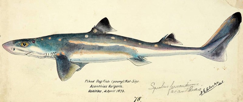 Siamese twins Spiny dogfish, spurdog, mud shark, or piked dogfish, fish, reproduction of an original, by Frank Edward Clarke (b. 1849, d. 1899), ichthyologist and scientific draughtsman