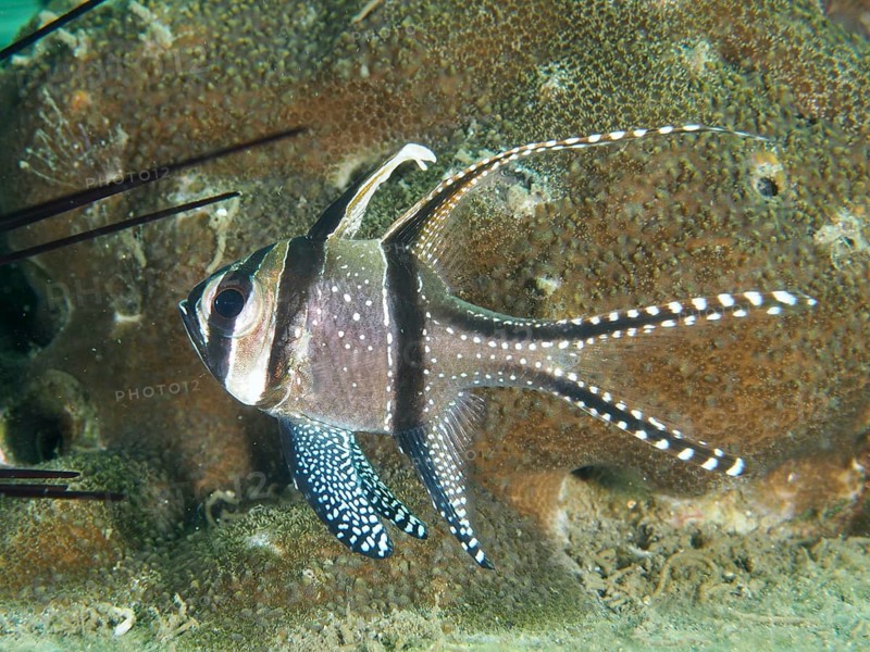 A striped Banggai cardinalfish (Pterapogon kauderni) with elegant fins in front of a coral reef, dive site Secret Bay, Gilimanuk, Bali, Indonesia, Asia