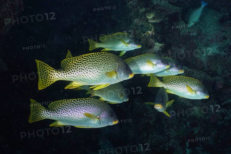 Shoal of spotted black spotted sweetlips (Plectorhinchus gaterinus) in the reef, swimming in the darkness of the sea, Dangerous Reef dive site, St Johns Reef, Saint Johns, Red Sea, Egypt, Africa