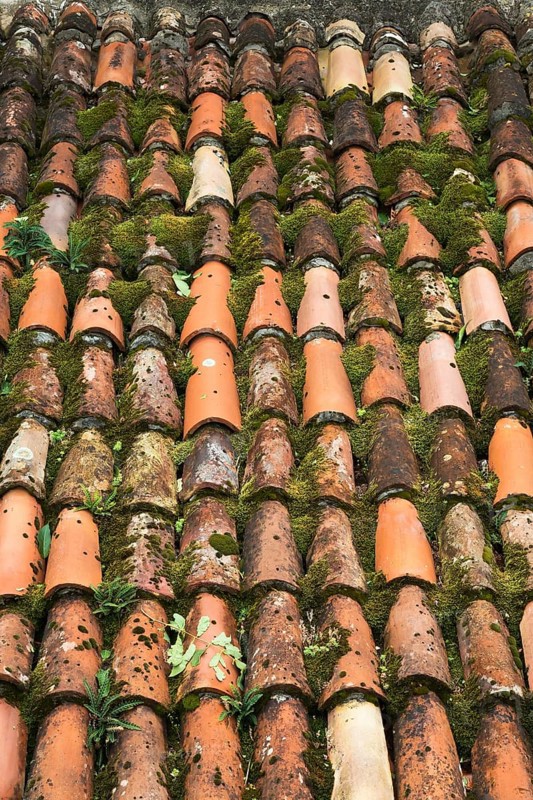 High angle view and close-up of traditional terracotta clay roof tiles overgrown with Bryophyta - Green Moss and small plants in late summer, Old Town of Kotor, Montenegro, Europe