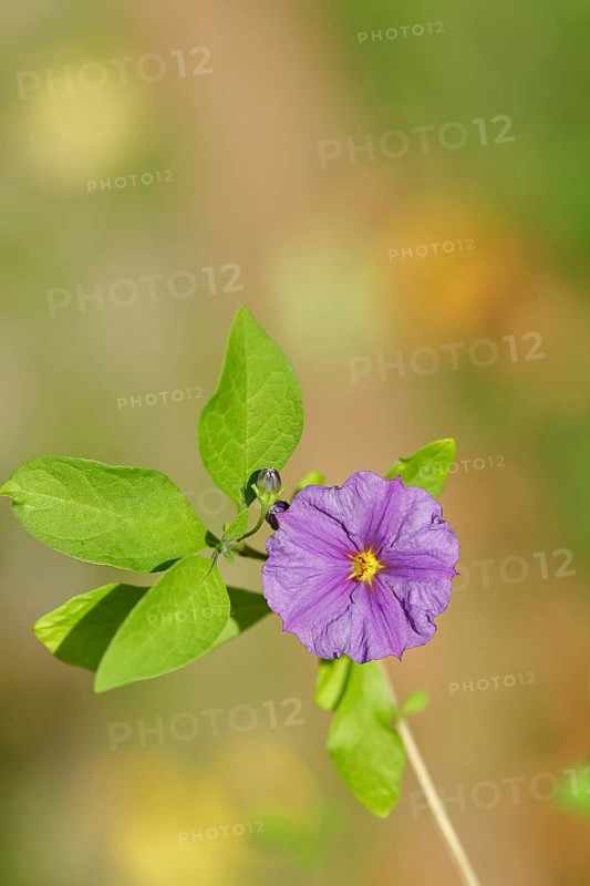 Blue potato tree (Lycianthes rantonnetii), gentian tree, blossom, close-up, Wilden, North Rhine-Westphalia, Germany, Europe