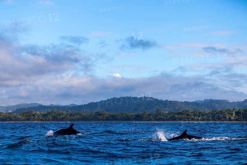 Pilot whales (Globicephala), Osa Peninsula, Puentarenas, Pacific Ocean, Costa Rica, Central America