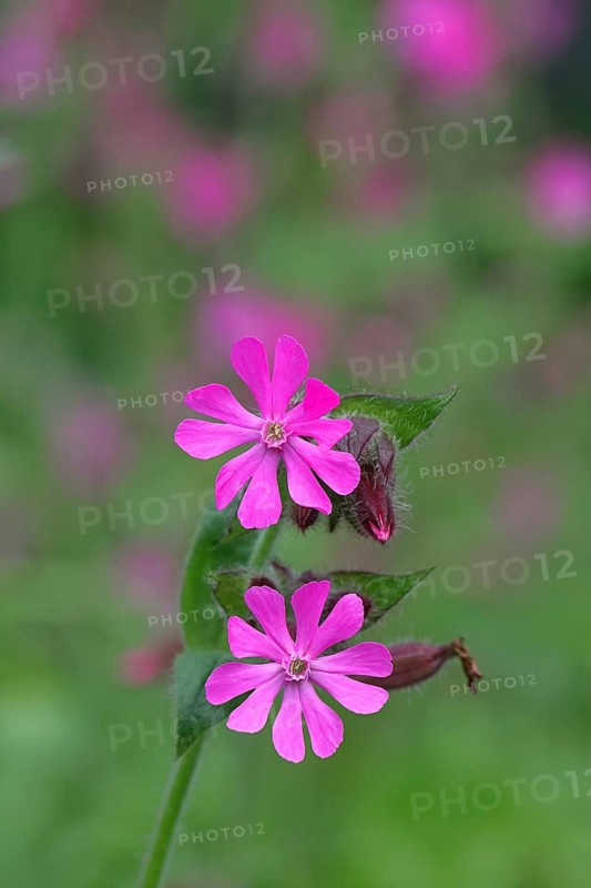 Red campion (Silene dioica), close-up of a flower in a meadow, Wilnsdorf, North Rhine-Westphalia, Germany, Europe