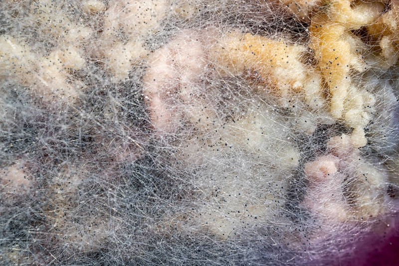Mould, spoiled food, close-up