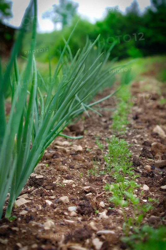 Onions and carrots like to grow next to each other in the organic garden in early summer. Organic garden with onion and carrot growing