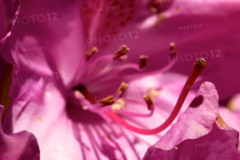 Pink flowering rhododendron bush. Full blossom in soft pink