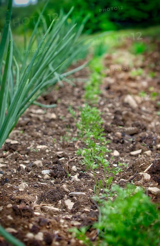Onions and carrots like to grow next to each other in the organic garden in early summer. Organic garden with onion and carrot growing