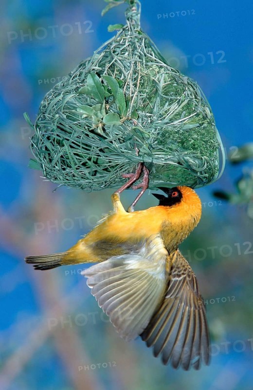 Southern Masked Weaver (Ploceus velatus), male, building a nest, Kruger National Park, South Africa, Africa