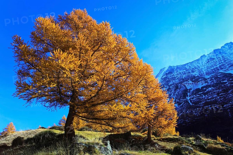 European larches ( Larix decidua) Larch, Larch forest, Valais, Switzerland, Europe