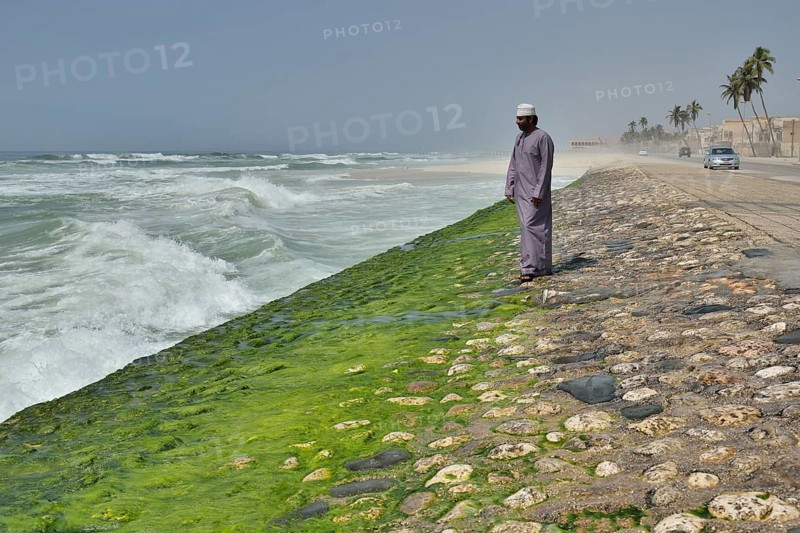 Local man watching the surf at the corniche of Salalah during the monsoon season, or Khareef season, Salalah, Dhofar region, Orient, Oman, Asia