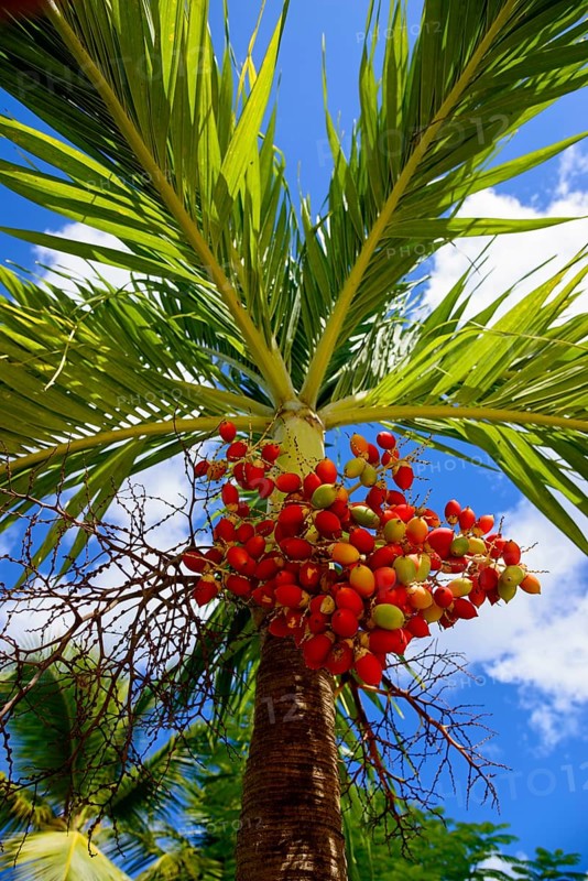 View upwards to a palm crown with red berries in front of a clear blue sky, Christmas palm, Manila palm (Adonidia merrillii), Bayahibe, Dominican Republic, Hispaniola, Caribbean, America, Central America