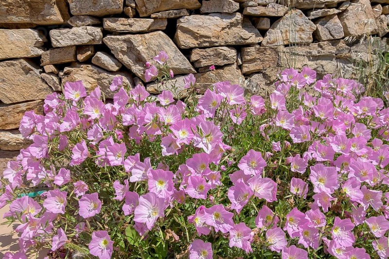 Amapola (Oenothera speciosa), also known as pink carpet evening primrose, Naxos, Cyclades, Greece, Europe
