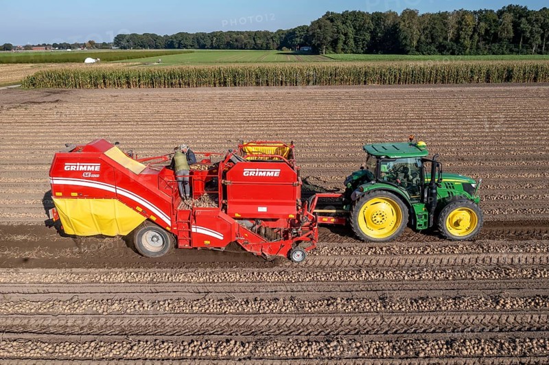 Potato harvesting, so-called split harvesting method, first the tubers are taken out of the ground with a row planter, then, after a short drying phase, collected with a bunker harvester and loaded, North Rhine-Westphalia, Germany, Europe