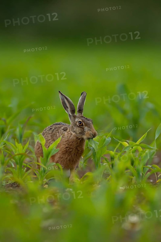 Brown hare (Lepus europaeus) adult animal feeding in a farmland maize field in the summer, Norfolk, England United Kingdom