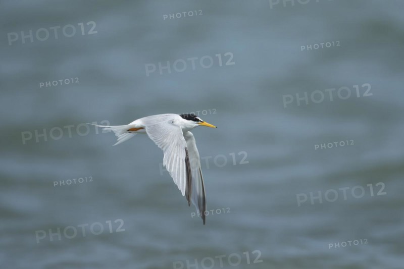 Little tern (Sternula albifrons) adult bird in flight, Suffolk, England, United Kingdom, Europe