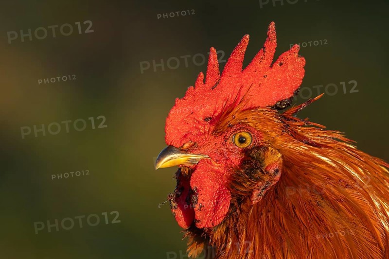 Chicken (Gallus gallus domesticus) adult male rooster or cockerel bird head portrait, England, United Kingdom, Europe