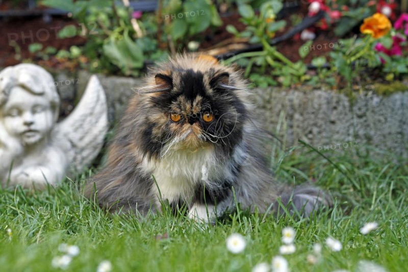 Persian cat, long-haired cat