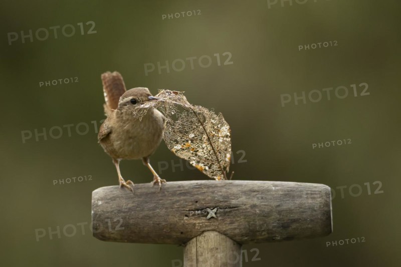 European wren (Troglodytes troglodytes) adult bird on a garden fork handle with nesting material in its beak in spring, England, United Kingdom, Europe