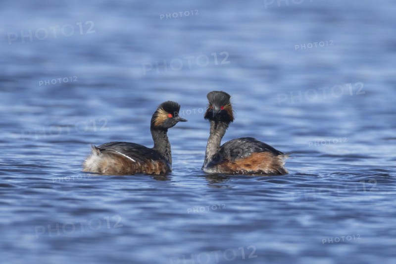 Black necked grebe (Podiceps nigricollis) two adult birds in breeding plumage performing their courtship display on a lake, Yorkshire, England, United Kingdom, Europe