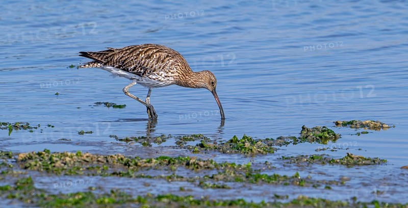 Eurasian curlew, common curlew (Numenius arquata) foraging in shallow water by probing soft mud for worms at mudflat in salt marsh in summer