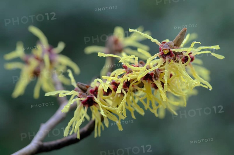 Witch hazel (Hamamelis mollis Pallida), Emsland, Lower Saxony, Germany, Europe