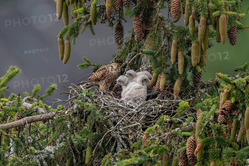 Common kestrel (Falco tinnunculus), female adult bird feeding young birds not yet ready to fly in the nest, Rhineland-Palatinate, Germany, Europe
