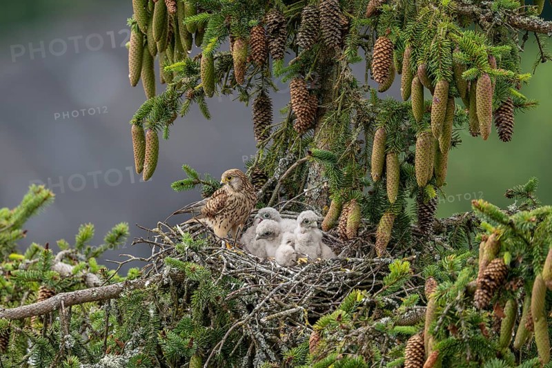 Common kestrel (Falco tinnunculus), female adult bird with young birds not yet ready to fly in the nest, Rhineland-Palatinate, Germany, Europe