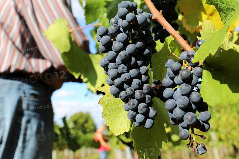 Grape grape harvest: Hand-picking Pinot Noir grapes in the Palatinate