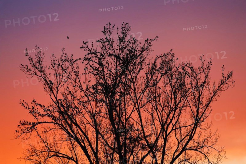 Starlings gather in treetops at sunset, Canton Lucerne, Switzerland, Europe