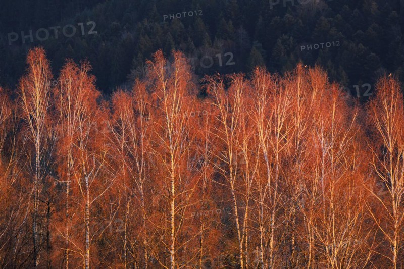 Birch trees in the evening light, Wauwilermoos in the canton of Lucerne, Switzerland, Europe