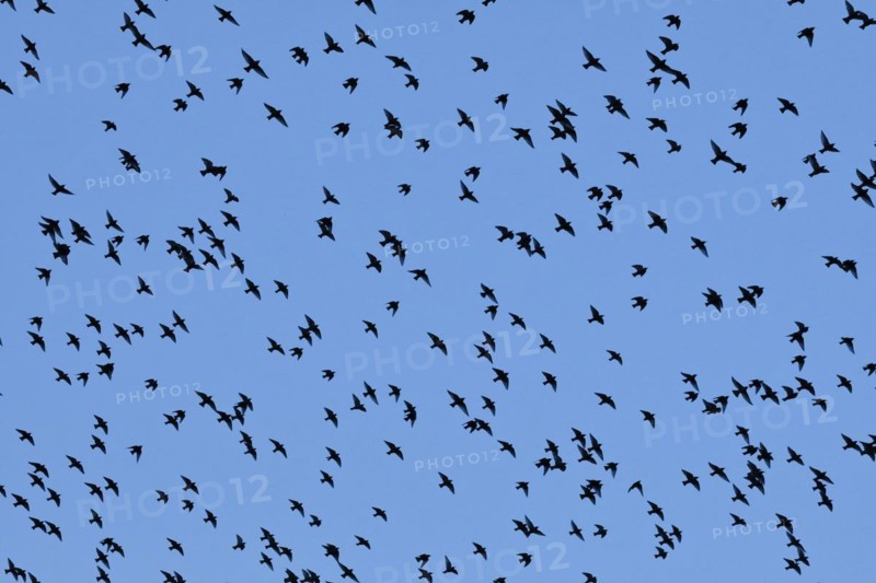 Flock of starlings in flight at dusk