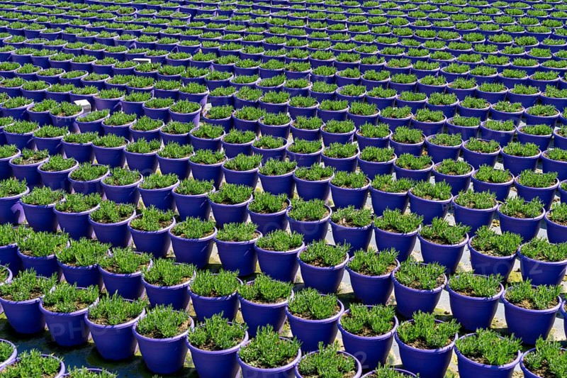 Gardening, plant cultivation, ornamental plants grow in flower pots, outdoors
