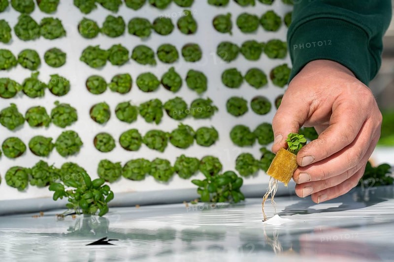 Agriculture, herb gardening, basil young plants, in pressed pots, with growing soil and nutrients, are planted in beds in a greenhouse