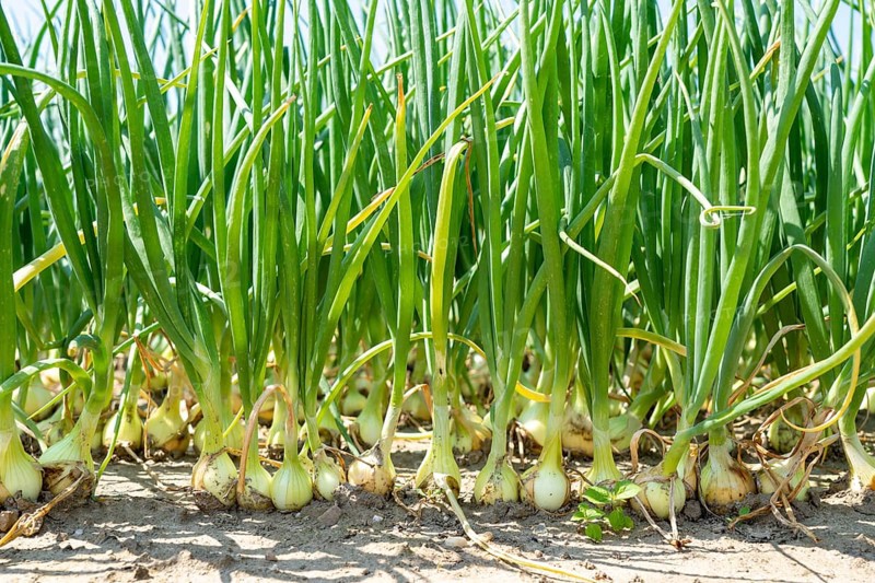 Agriculture, field with onions, Niederkrüchten, North Rhine-Westphalia, Germany, Europe