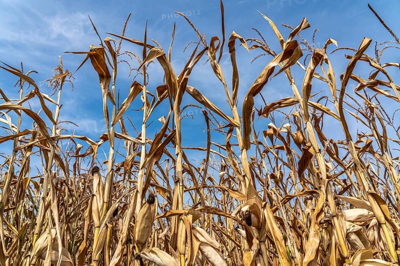 Corn field dried up and only low grown, small corn cobs, due to the summer drought, drought, near Goch on the Lower Rhine, North Rhine-Westphalia, Germany, Europe